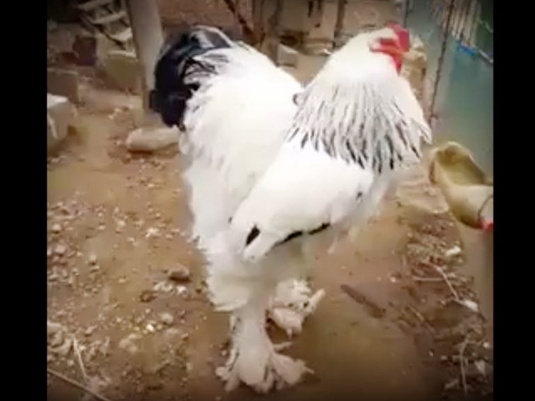 ¡MIRA ESTE POLLO GIGANTE, PESA CASI 7.5 KILOS!