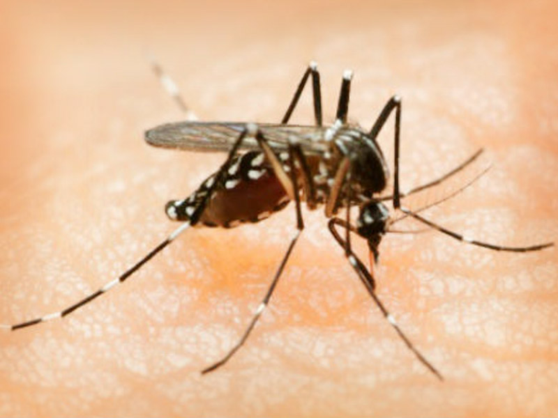 VIRUS DEL ZIKA AFECTARÁ MÁS AL SURESTE SECRETARÍA DE SALUD Campeche